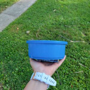 floor crock 6" (22oz, blue)